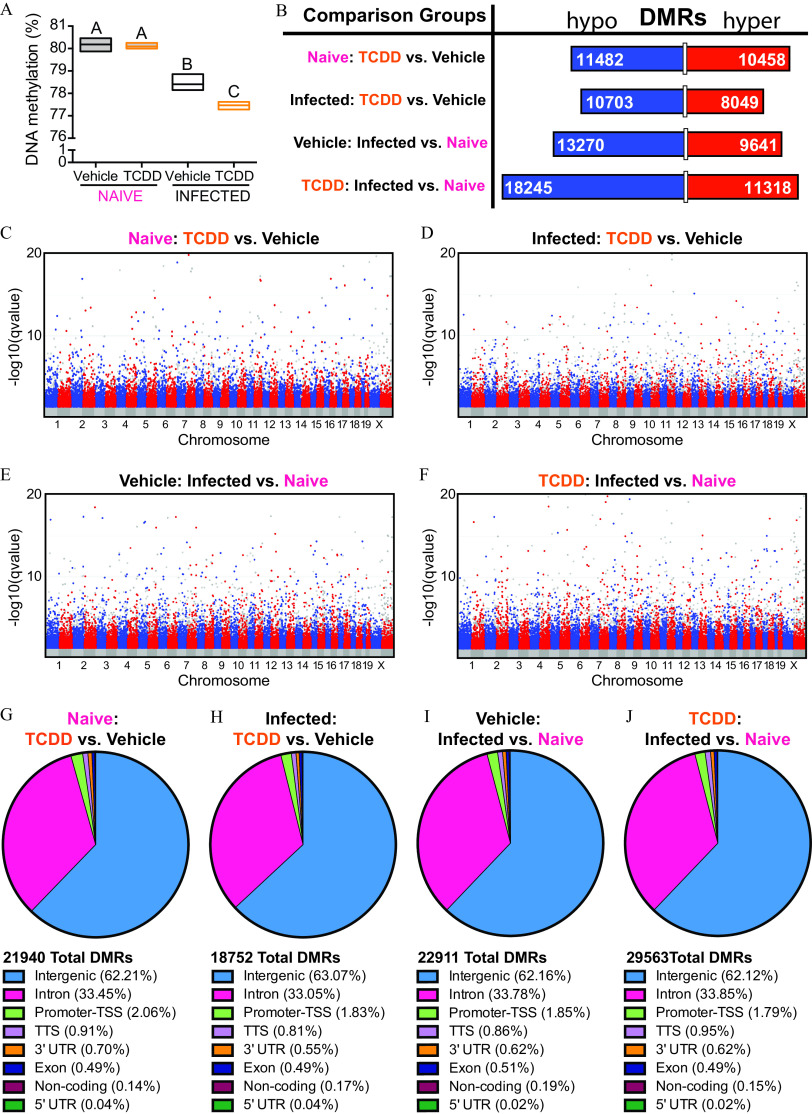 Figure 5A is an error bar graph plotting D N A methylation (percentage), ranging from 0 to 1 in unit increments and 76 to 81 in unit increments (y-axis) across naïve and infected for vehicle and 2,3,7,8-tetrachlorodibenzo-p-dioxin (x-axis) for A and A in Naïve and B and C in infected, respectively. Figure 5B is a horizontal stacked bar graph plotting comparison groups, including naïve: 2,3,7,8-tetrachlorodibenzo-p-dioxin versus vehicle; infected: 2,3,7,8-tetrachlorodibenzo-p-dioxin versus vehicle; vehicle: infected versus naïve; and 2,3,7,8-tetrachlorodibenzo-p-dioxin: infected versus naïve (y-axis) across differentially methylated regions, including hypo and hyper (x-axis). Figures 5C, 5D, 5E, and 5F are clustered bar graphs titled Naïve: 2,3,7,8-tetrachlorodibenzo-p-dioxin versus vehicle; Infected: 2,3,7,8-tetrachlorodibenzo-p-dioxin versus vehicle; Vehicle: infected versus naïve; and 2,3,7,8-Tetrachlorodibenzo-p-dioxin: infected versus naïve plotting negative log 10 of (lowercase q value), ranging from 10 to 20 in increments of 10 (y-axis) across chromosome, ranging from 1 to 19 in unit increments and uppercase x (x-axis). Figure 5G is a pie chart titled Naïve: 2,3,7,8-tetrachlorodibenzo-p-dioxin versus vehicle and is divided into eight parts representing 21,940 total differentially methylated regions. Intergenic is 62.21 percent, Intron is 33.45 percent, Promoter-transcription start site is 2.06 percent, Transcription start site is 0.91 percent, 3 prime Untranslated region is 0.70 percent, Exon is 0.49 percent, Non-coding is 0.14 percent, and 5 prime Untranslated region is 0.04 percent. Figure 5H is a pie chart titled Infected: 2,3,7,8-tetrachlorodibenzo-p-dioxin versus vehicle and is divided into eight parts representing 18,752 total differentially methylated regions. Intergenic is 63.07 percent, Intron is 33.05 percent, Promoter-transcription start site is 1.83 percent, Transcription start site is 0.81 percent, 3 prime Untranslated region is 0.55 percent, Exon is 0.49 percent, Non-coding is 0.17 percent, and 5 prime Untranslated region is 0.04 percent. Figure 5I is a pie chart titled Vehicle: infected versus naïve and is divided into eight parts representing 22,911 total differentially methylated regions. Intergenic is 62.16 percent, Intron is 33.78 percent, Promoter-transcription start site is 1.85 percent, Transcription start site is 0.86 percent, 3 prime Untranslated region is 0.62 percent, Exon is 0.51 percent, Non-coding is 0.19 percent, and 5 prime Untranslated region is 0.02 percent. Figure 5J is a pie chart titled 2,3,7,8-Tetrachlorodibenzo-p-dioxin: infected versus naïve and is divided into eight parts representing 29,563 total differentially methylated regions. Intergenic is 62.12 percent, Intron is 33.85 percent, Promoter-transcription start site is 1.79 percent, Transcription start site is 0.95 percent, 3 prime Untranslated region is 0.62 percent, Exon is 0.49 percent, Non-coding is 0.15 percent, and 5 prime Untranslated region is 0.02 percent.