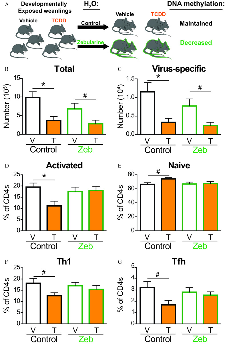 Figure 8A is a flowchart depicting effects of treatment on infected mice having three steps. Step 1: Developmentally Exposed weanlings is divided into two parts vehicle and 2,3,7,8-tetrachlorodibenzo-p-dioxin. Step 2: Step 1 infused with water the effects of treatment with control and Zebularine lead to D N A methylation. Step 3: The D N A methylation in control vehicle and 2,3,7,8-tetrachlorodibenzo-p-dioxin is maintained and the D N A methylation in Zebularine vehicle and 2,3,7,8-tetrachlorodibenzo-p-dioxin is decreased. Figures 8B, 8C, 8D, 8E, 8F, and 8G are clustered bar graphs titled Total, Virus-specific, Activated, Naïve, T helper, and T follicular helper plotting number (10 begin superscript 5 end superscript), ranging from 0 to 15 in increments of 5; number (10 begin superscript 4 end superscript) ranging from 0.0 to 1.5 in increments of 0.5, percentage of clusters of differentiation 4, ranging from 0 to 25 in increments of 5; percentage of clusters of differentiation 4, ranging from 0 to 80 in increments of 20; percentage of clusters of differentiation 4, ranging from 0 to 25 in increments of 5; and percentage of clusters of differentiation 4, ranging from 0 to 5 in unit increments (y-axis) for control and Zebularine, including vehicle and 2,3,7,8-tetrachlorodibenzo-p-dioxin (x-axis), respectively.