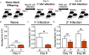 Figure 4A is a flow chart depicting developmentally exposed mice during primary and secondary responses to Influenza A virus having three steps. Step 1: Naive adult offspring divided into two categories: vehicle and 2,3,7,8-tetrachlorodibenzo-p-dioxin. Step 2: Step 1 with HKx31 Influenza A virus infection on day 0 leads to primary Influenza A virus infection on day 9. Step 3: Step 2 with PR8 Influenza A virus infection leads to secondary Influenza A virus infection on day 86. Figures 4B, 4C, and 4D are bar graphs titled Naïve, Primary infection, Secondary infection plotting number per lymph nodes (10 begin superscript 4 end superscript), ranging from 0 to 0.1 in unit increment and 0.6 to 1.0 in in increments of 0.2; number per mediastinal lymph nodes (10 begin superscript 4 end superscript), ranging from 0.0 to 1.0 in increments of 0.2; and number per mediastinal lymph nodes (10 begin superscript 4 end superscript), ranging from 0.0 to 1.0 in increments of 0.2 (y-axis) across vehicle and 2,3,7,8-tetrachlorodibenzo-p-dioxin: day 0; day 9; and day 79 and day 86 for NS, respectively.