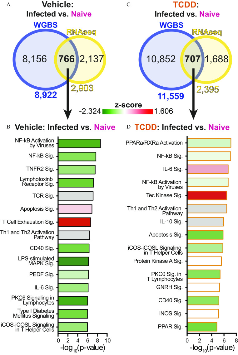 Figures 6A and 6C are Venn diagrams titled Vehicle: Infected versus Naïve and 2,3,7,8-tetrachlorodibenzo-p-dioxin: infected versus naïve. The circle on the left is labeled whole genome bisulfite sequencing: 8,156 and 10,852, respectively, and the one on the right is labeled Ribonucleic acid sequencing: 2,137 and 1,688, respectively. Both dots intersect and the intersection area is labeled, Vehicle: Infected versus Naïve and 2,3,7,8-tetrachlorodibenzo-p-dioxin: infected versus naïve: 766 and 707, respectively. Figures 6B and 6D are horizontal bar graphs titled Vehicle: Infected versus Naïve and 2,3,7,8-Tetrachlorodibenzo-p-dioxin: infected versus naïve plotting (Figure 6B) nuclear factor kappa-light-chain-enhancer of activated B cells Activation by Viruses, nuclear factor kappa-light-chain-enhancer of activated B cells signaling, Tumor necrosis factor receptor 2 signaling, Lymphotoxinb Receptor signaling, T-cell receptor signaling, Apoptosis signaling, T Cell Exhaustion signaling, Th1 and Th2 Activation Pathway, Cluster of differentiation 40 signaling, Lipopolysaccharide stimulated Mitogen-activated protein kinases signaling, Pigment epithelium-derived factor signaling, Interleukin-6 signaling, Protein Kinase C Theta In T Lymphocytes, Type I Diabetes Mellitus Signaling, and Inducible T-Cell Costimulator–Inducible T-Cell Costimulator Ligand Signaling in T Helper Cells, and (Figure 6D) Peroxisome proliferator-activated receptors per retinoid X receptors a activation, nuclear factor kappa-light-chain-enhancer of activated B cells signaling, Interleukin-6 signaling, nuclear factor kappa-light-chain-enhancer of activated B cells Activation by Viruses, Tec Kinase Signaling, Th1 and Th2 Activation Pathway, Interleukin-10 Signaling, Apoptosis signaling, Inducible T-Cell Costimulator–Inducible T-Cell Costimulator Ligand Signaling in T Helper Cells, Protein Kinase A signaling, Protein Kinase C Theta In T Lymphocytes, Gonadotropin-releasing hormone Signaling, Cluster of differentiation 40 signaling, Inducible Nitric Oxide Synthase signaling, and Peroxisome proliferator-activated receptor signaling (y-axis) across negative log to the base 10 of (lowercase p value), ranging from 0 to 10 in increments of 2 and from 0 to 8 in increments of 2, respectively.