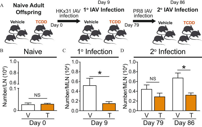 Figure 4A is a flow chart depicting developmentally exposed mice during primary and secondary responses to Influenza A virus having three steps. Step 1: Naive adult offspring divided into two categories: vehicle and 2,3,7,8-tetrachlorodibenzo-p-dioxin. Step 2: Step 1 with HKx31 Influenza A virus infection on day 0 leads to primary Influenza A virus infection on day 9. Step 3: Step 2 with PR8 Influenza A virus infection leads to secondary Influenza A virus infection on day 86. Figures 4B, 4C, and 4D are bar graphs titled Naïve, Primary infection, Secondary infection plotting number per lymph nodes (10 begin superscript 4 end superscript), ranging from 0 to 0.1 in unit increment and 0.6 to 1.0 in in increments of 0.2; number per mediastinal lymph nodes (10 begin superscript 4 end superscript), ranging from 0.0 to 1.0 in increments of 0.2; and number per mediastinal lymph nodes (10 begin superscript 4 end superscript), ranging from 0.0 to 1.0 in increments of 0.2 (y-axis) across vehicle and 2,3,7,8-tetrachlorodibenzo-p-dioxin: day 0; day 9; and day 79 and day 86 for NS, respectively.