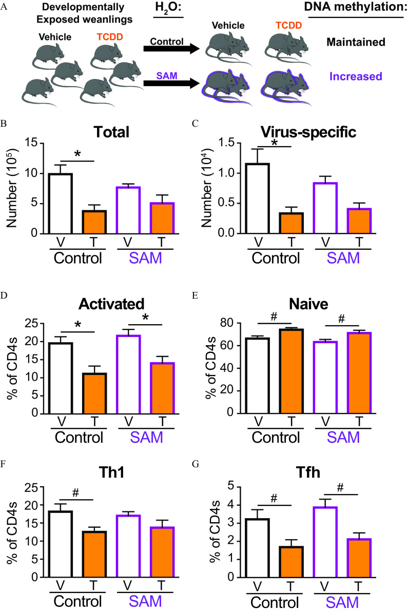 Figure 7A is a flowchart depicting effects of treatment on infected mice having three steps. Step 1: Developmentally Exposed weanlings is divided into two parts vehicle and 2,3,7,8-tetrachlorodibenzo-p-dioxin. Step 2: Step 1 infused with water the effects of treatment with control and S-adenosyl methionine lead to D N A methylation. Step 3: The D N A methylation in control vehicle and 2,3,7,8-tetrachlorodibenzo-p-dioxin is maintained and the D N A methylation in S-adenosyl methionine vehicle and 2,3,7,8-tetrachlorodibenzo-p-dioxin is increased. Figures 7B, 7C, 7D, 7E, 7F, and 7G are clustered bar graphs titled Total, Virus-specific, Activated, Naïve, T helper, and T follicular helper plotting number (10 begin superscript 5 end superscript), ranging from 0 to 15 in increments of 5; number (10 begin superscript 4 end superscript), ranging from 0.0 to 1.5 in increments of 0.5, percentage of clusters of differentiation 4, ranging from 0 to 25 in increments of 5; percentage of clusters of differentiation 4, ranging from 0 to 80 in increments of 20; percentage of clusters of differentiation 4, ranging from 0 to 25 in increments of 5; and percentage of clusters of differentiation 4, ranging from 0 to 5 in unit increments (y-axis) for control and S-adenosyl methionine, including vehicle and 2,3,7,8-tetrachlorodibenzo-p-dioxin (x-axis), respectively.