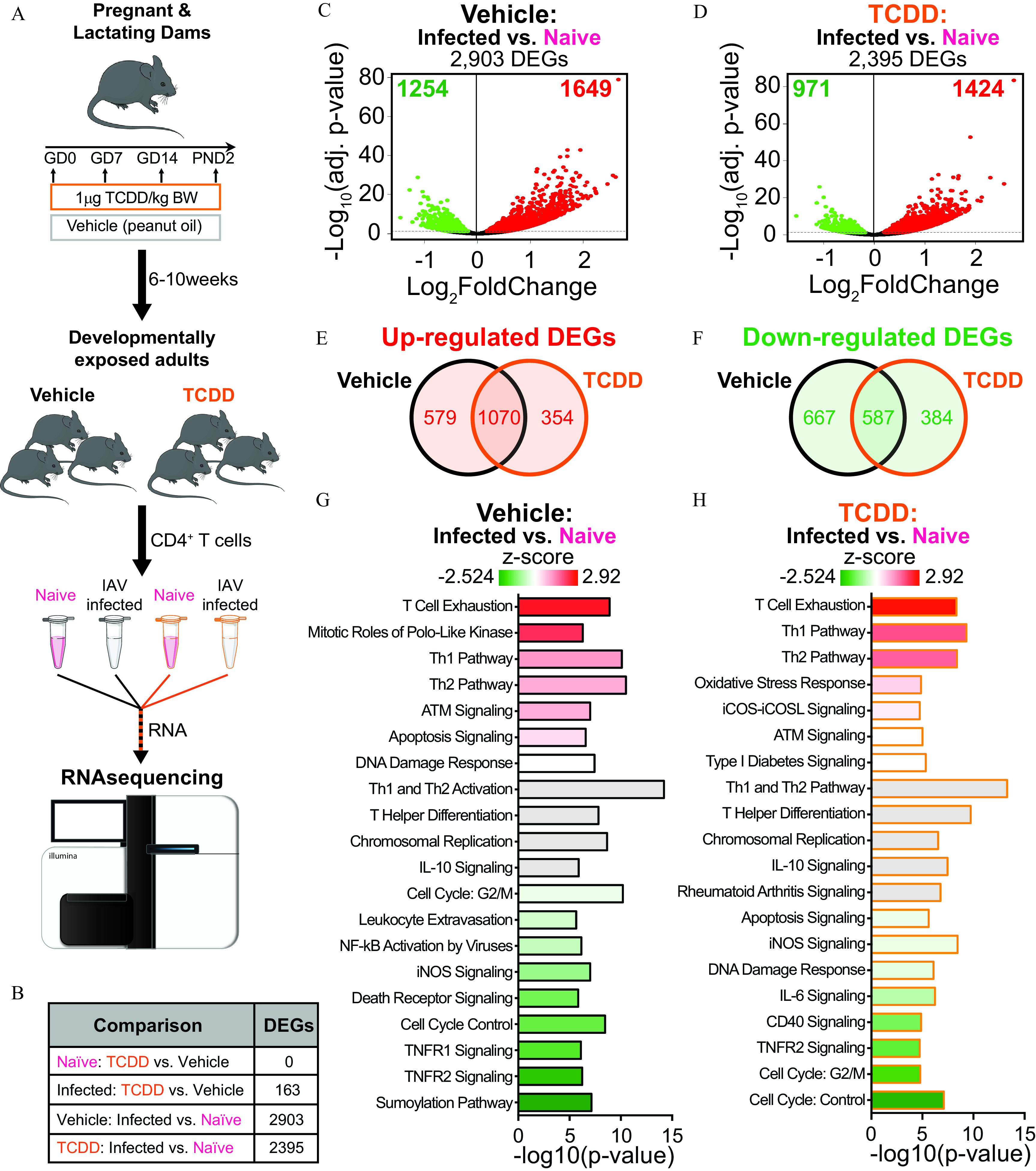 Figure 1A is a flowchart depicting gene expression profiles of infected mice. An arrow is pointing toward the right with a text that reads, gestational day 0, gestational day 7, gestational day 14, and postnatal day 2 administrated 1 microgram 2,3,7,8-tetrachlorodibenzo-p-dioxin per kilogram body weight with vehicle (peanut oil). After 6 to 10 weeks, the developmentally exposed adults in vehicle and 2,3,7,8-tetrachlorodibenzo-p-dioxin groups with T helper cells from lymph nodes of naïve or influenza A virus infected offspring lead to Ribonucleic acid sequencing. Figure 1B is a tabular representation having two columns and four rows, namely, comparison and differentially expressed genes. Row 1: Naive: 2,3,7,8-tetrachlorodibenzo-p-dioxin versus vehicle and 0; Row 2: Infected: 2,3,7,8-tetrachlorodibenzo-p-dioxin versus vehicle and 163; Row 3: Vehicle: Infected versus Naive and 2,903; and 2,3,7,8-tetrachlorodibenzo-p-dioxin: Infected versus Naive and 2,395. Figures 1C and 1D are Volcano plots titled Vehicle: infected versus naive, 2,903 differentially expressed genes and 2,3,7,8-tetrachlorodibenzo-p-dioxin: infected versus naïve, 2,395 differentially expressed genes plotting negative log to the base 10 of (adjusted lowercase p), ranging from 0 to 80 in increments of 20 (y-axis) across log to the base 2 of fold change, ranging from negative 1 to 2 in unit increments (x-axis) for 1,254 and 1,649 asterisk in vehicle: infected versus naive, 2,903 differentially expressed genes and 971 and 1,424 asterisk in 2,3,7,8-tetrachlorodibenzo-p-dioxin: infected versus naïve, 2,395 differentially expressed genes. Figures 1E and 1F are Venn diagrams titled Up-regulated differentially expressed genes and down-regulated differentially expressed genes. The circle on the left is labeled vehicle: 579 and 667, respectively, and the one on the right is labeled 2,3,7,8-tetrachlorodibenzo-p-dioxin: 354 and 384, respectively. Both dots intersect and the intersection area is labeled, 1,070 and 587, respectively. Figures 1G and 1H are horizontal bar graphs titled Vehicle: infected versus naive and 2,3,7,8-Tetrachlorodibenzo-p-dioxin: infected versus naïve plotting (Figure 1G) T cell exhaustion, Mitotic Roles of Polo-Like Kinase, Th1 Pathway, Th2 Pathway, Ataxia Telangiectasia Mutated Protein Signaling, Apoptosis Signaling, DNA Damage Response, Th1 and Th2 Activation, T Helper Differentiation, Chromosomal Replication, Interleukin-10 Signaling, Cell Cycle: second growth phase and mitosis, Leukocyte Extravasation, Nuclear Factor Kappa-Light-Chain-Enhancer of Activated B cells Activation by Viruses, Inducible Nitric Oxide Synthase Signaling, Death Receptor Signaling, Cell Cycle Control, Tumor necrosis factor receptor 1 Signaling, Tumor necrosis factor receptor 2 Signaling, and Sumoylation Pathway, and (Figure 1H) T Cell Exhaustion, Th1 Pathway, Th2 Pathway, Oxidative Stress Response, Inducible T-Cell Costimulator–Inducible T-Cell Costimulator Ligand Signaling, Ataxia Telangiectasia Mutated Protein Signaling, Type I Diabetes Signaling, Th1 and Th2 Pathway, T Helper Differentiation, Chromosomal Replication, Interleukin-10 Signaling, Rheumatoid Arthritis Signaling, Apoptosis Signaling, Inducible Nitric Oxide Synthase Signaling, DNA Damage Response, Interleukin-6 Signaling, CD40 Signaling, Tumor necrosis factor receptor 2 Signaling, Cell Cycle: second growth phase and mitosis, and Cell Cycle: control (y-axis) across negative log 10 of (lowercase p value), ranging from 0 to 15 in increments of 5 (x-axis), respectively. There is a color scale titled lowercase z score ranging from negative 2.524 to 2.92 for Figures 1G and 1H.