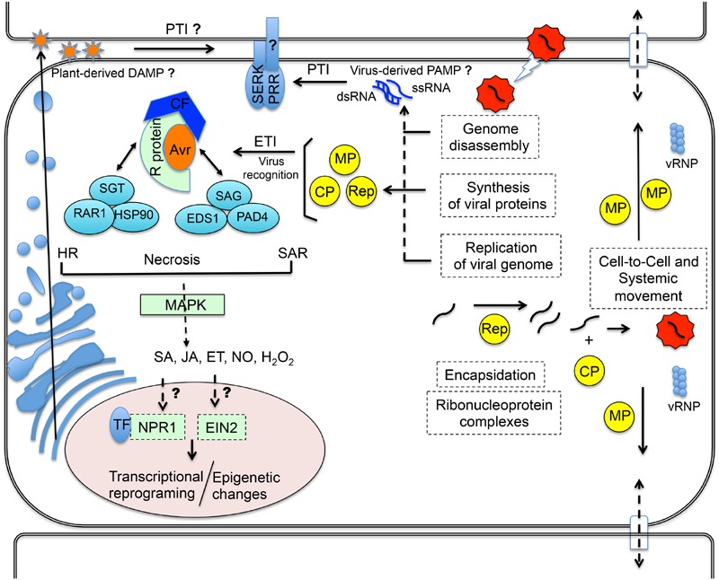 FIGURE 1