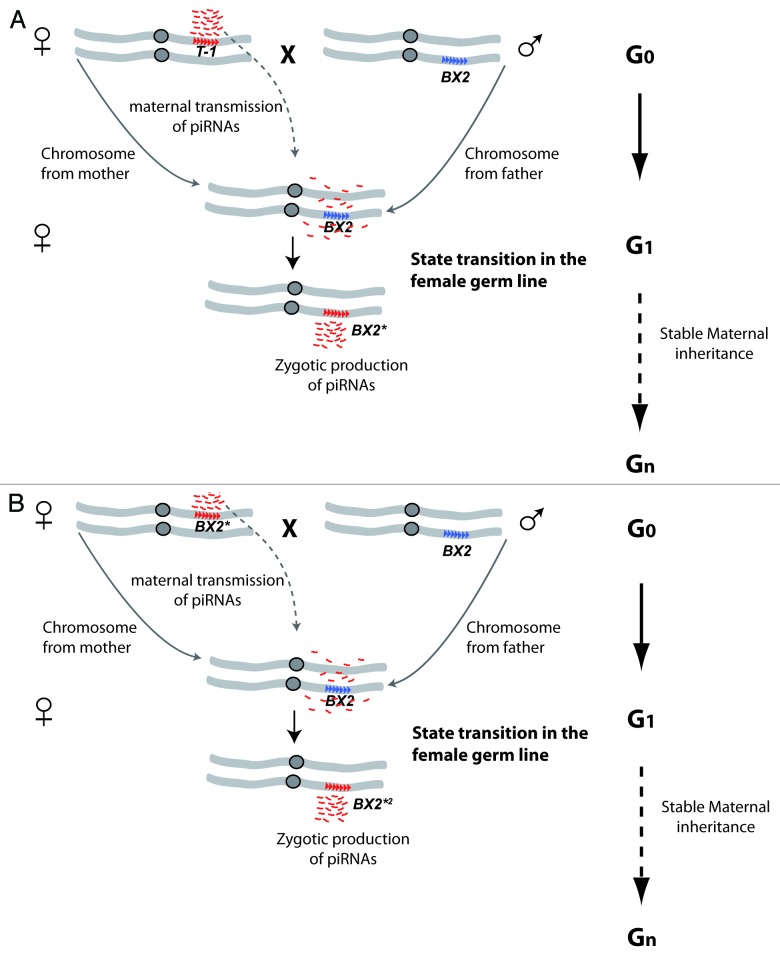 graphic file with name rna-10-1233-g1.jpg