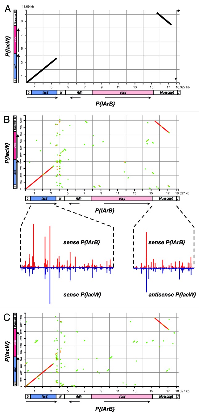 graphic file with name rna-10-1233-g3.jpg