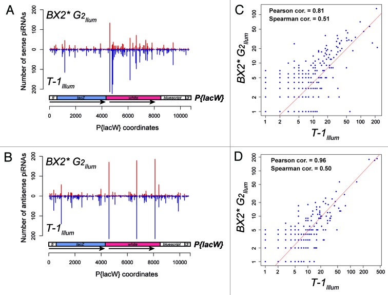 graphic file with name rna-10-1233-g2.jpg