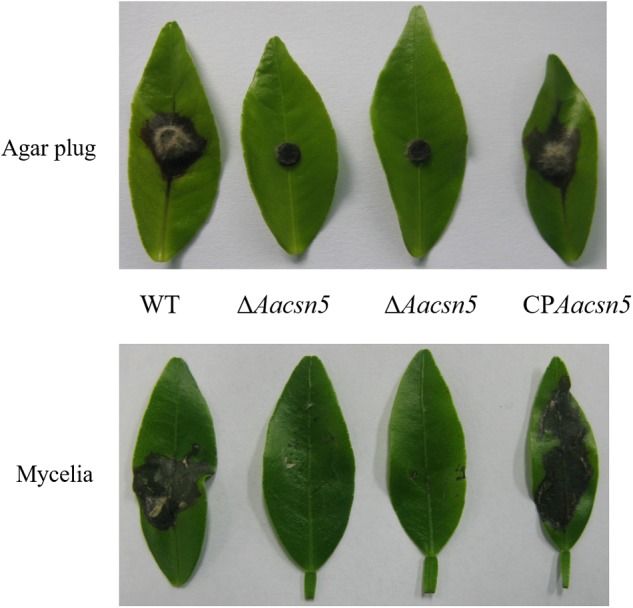 FIGURE 3