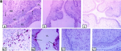 FIG. 1.