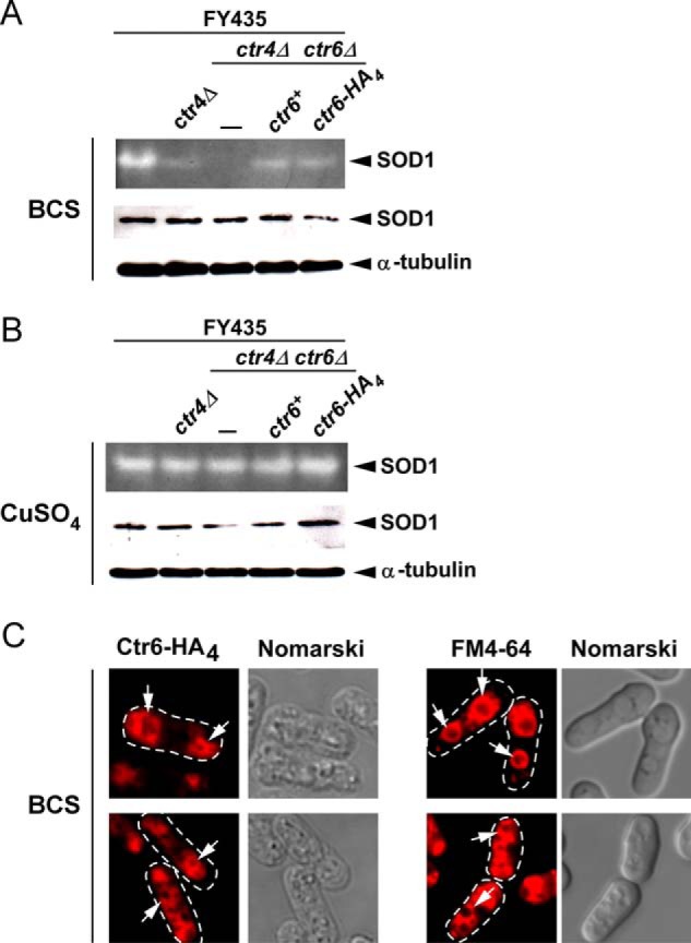 FIGURE 5.