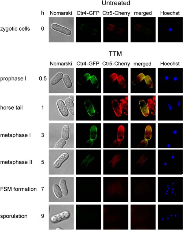 FIGURE 4.