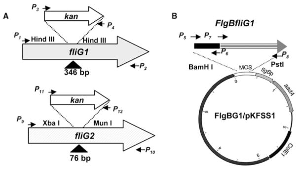 Fig. 2