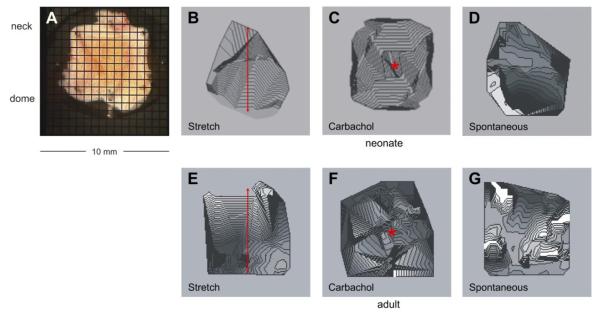 Fig. 7