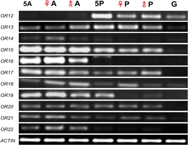 FIGURE 5