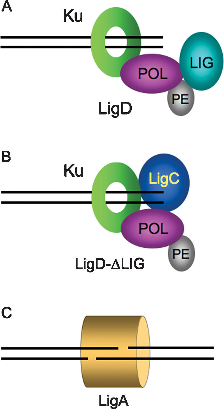 Figure 7.