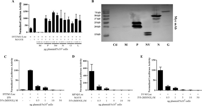 FIG 2