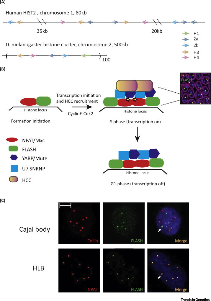 Figure 2