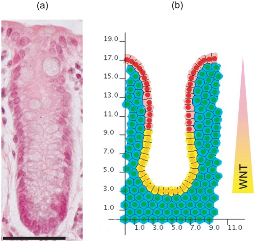 Figure 13