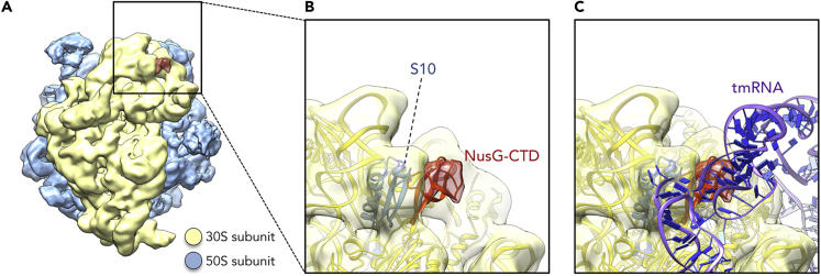 Figure 1