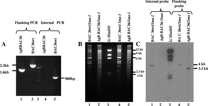 FIG. 2.