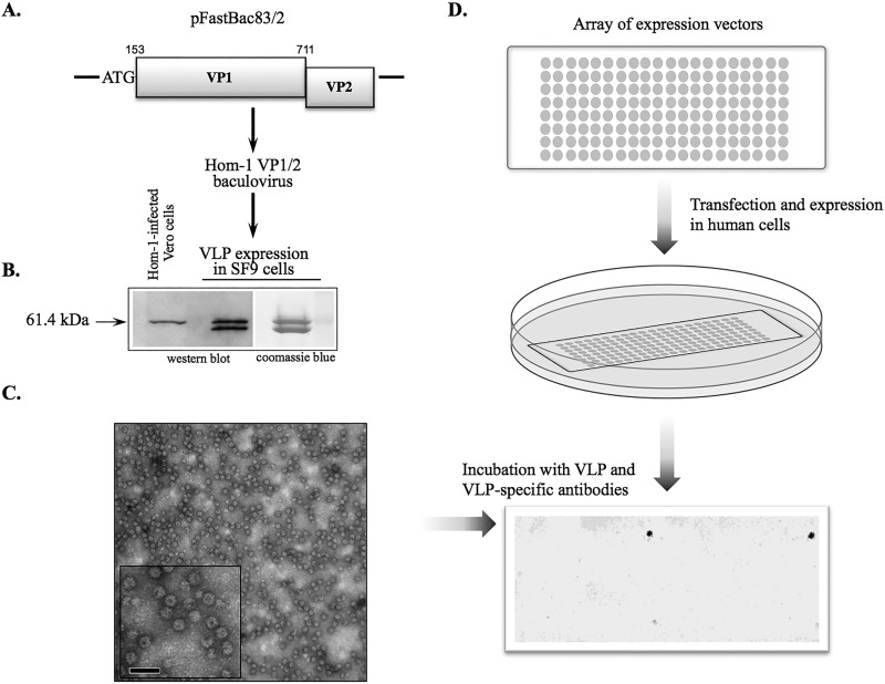 FIG 3 