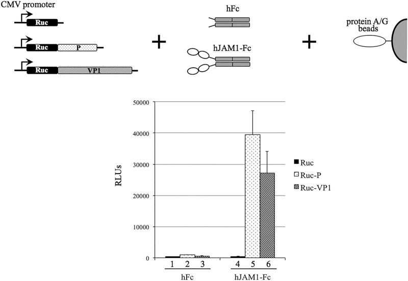 FIG 4 