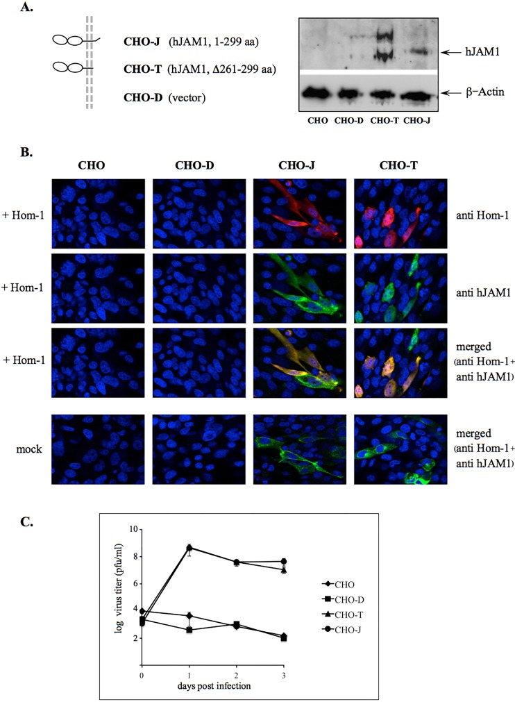 FIG 6 