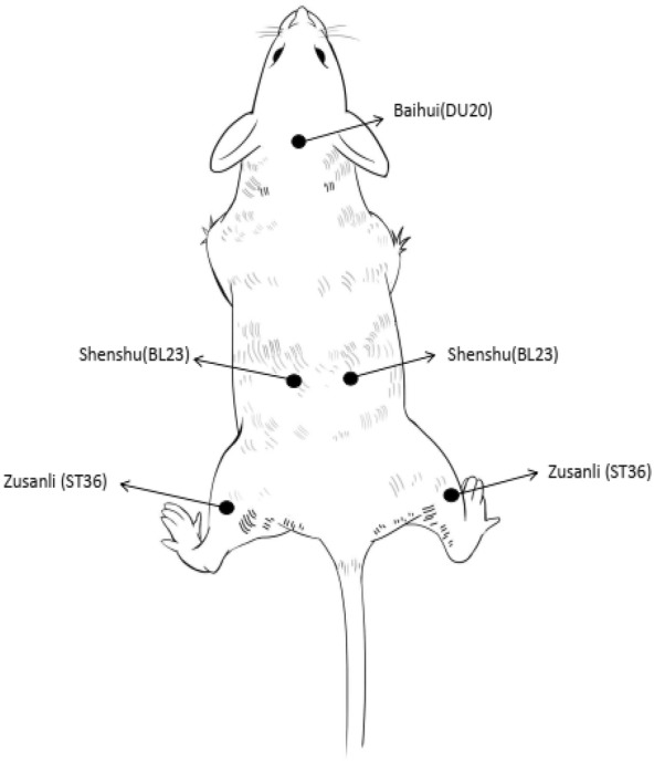 Fig. 1