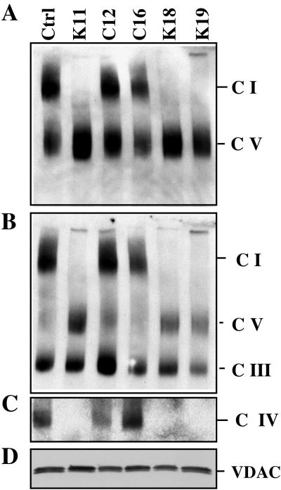 FIG. 5.