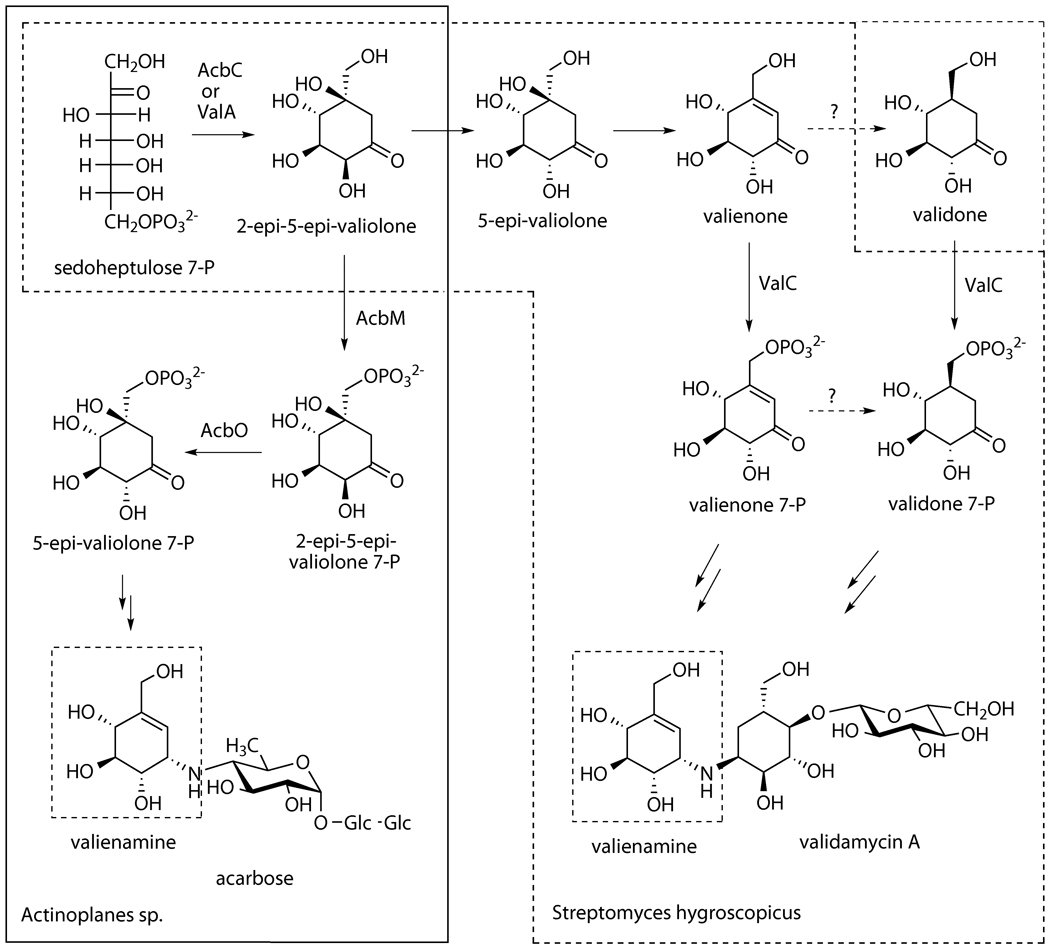 Scheme 4