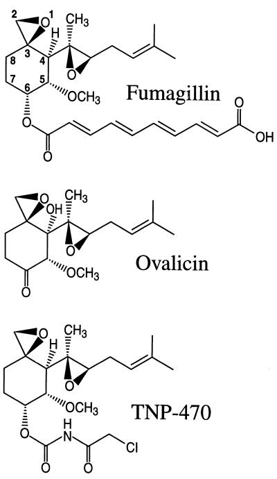 FIG. 6