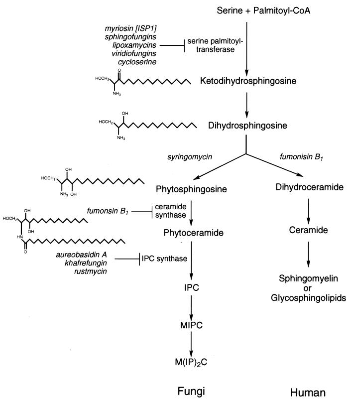 FIG. 9