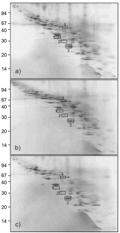 FIG. 2.