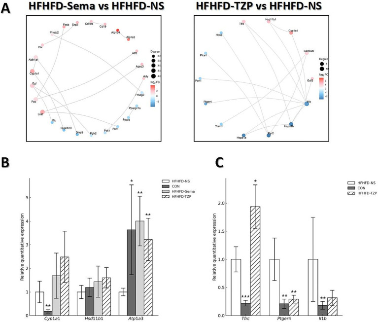 Panel A shows network diagrams comparing gene expressions: HFHFD-Sema vs HFHFD-NS and HFHFD-TZP vs HFHFD-NS, using node sizes and color gradients to represent degree and log fold change. Panel B and C are bar charts displaying relative quantitative expression of genes Cyp1a1, Hsd11b1, Atp1a3, Tfrc, Ptger4, and Il1b across different treatments, with error bars and significance markers.