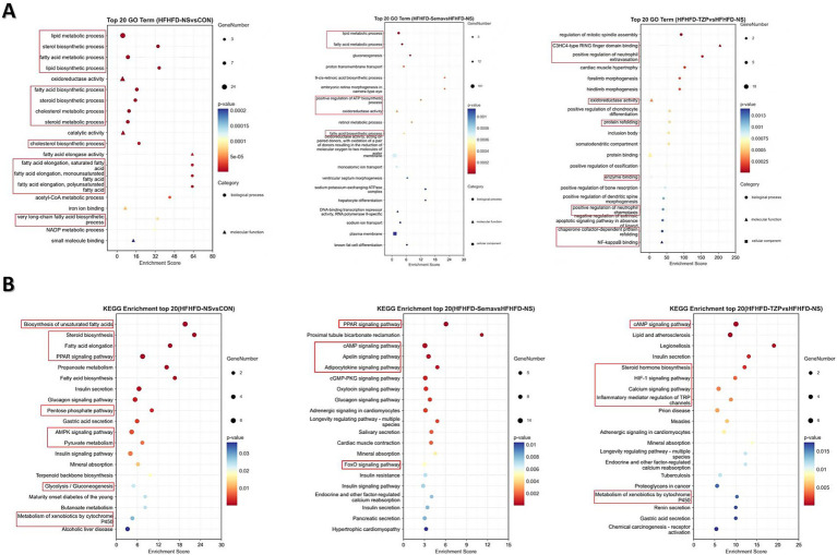 Six dot plot charts display gene ontology (GO) and KEGG pathway enrichment analyses. Chart A includes three sections: top GO terms comparing HHFHD-NS vs. CON, HHFHD-Semvas vs. HHFHD-NS, and HHFHD-TZP vs. HHFHD-NS, highlighting processes like lipid metabolism and cellular functions. Chart B includes KEGG enrichment for the same comparisons, showing pathways such as steroid biosynthesis, PPAR signaling, and cAMP signaling. Dots vary in size according to gene number and are colored by p-value, indicating significance levels.