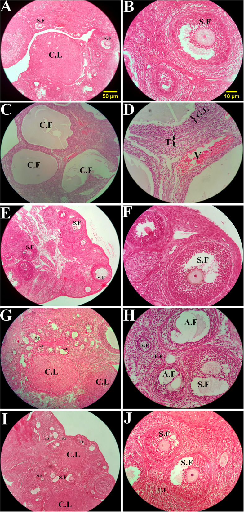 Fig. 5