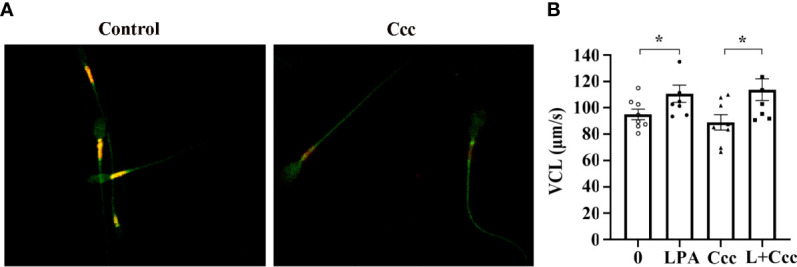 Figure 5