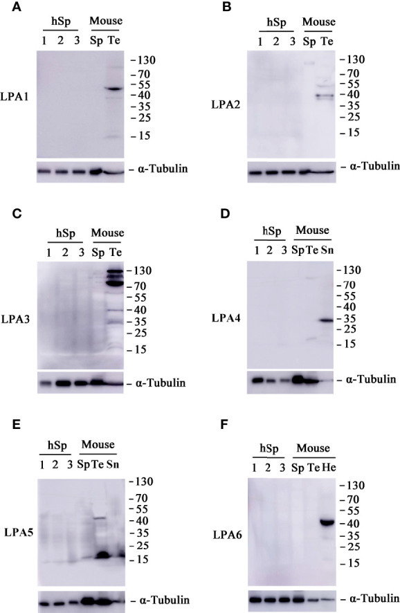 Figure 6