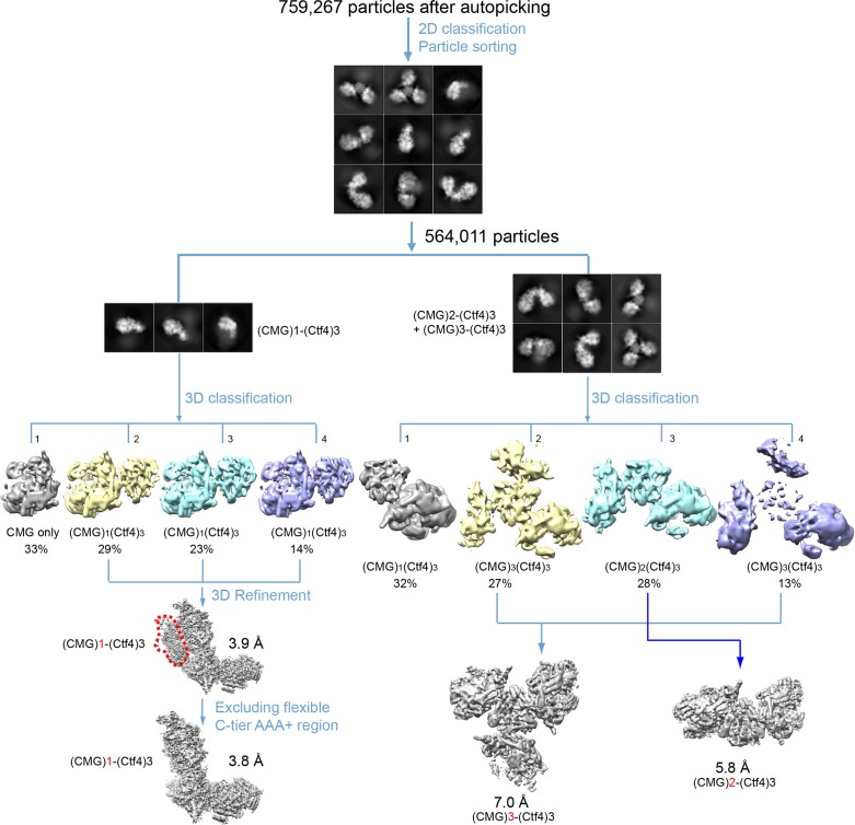 Figure 3—figure supplement 1.