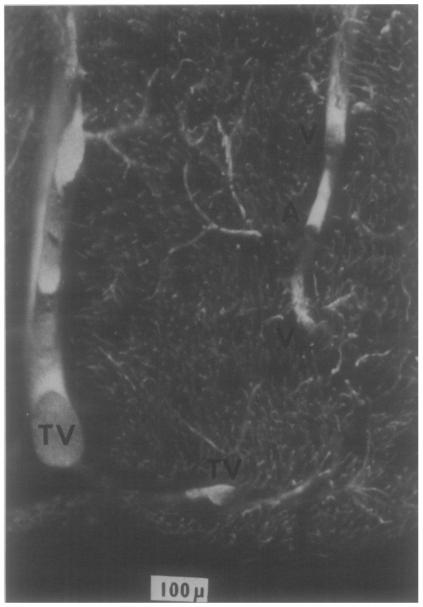 Fig.10