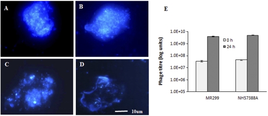 FIG 4 