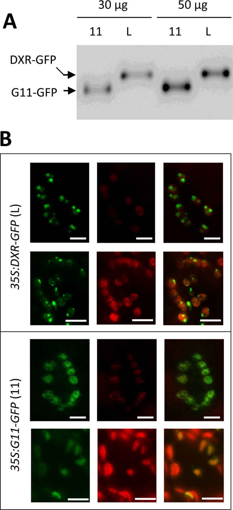 Fig 4