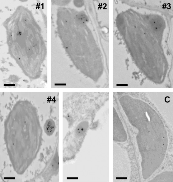 Fig 6