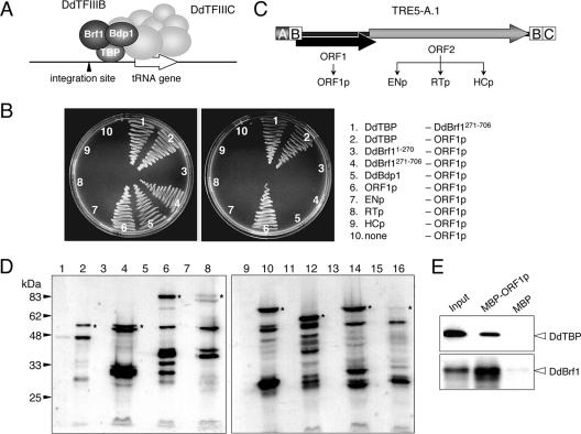 FIG. 2.