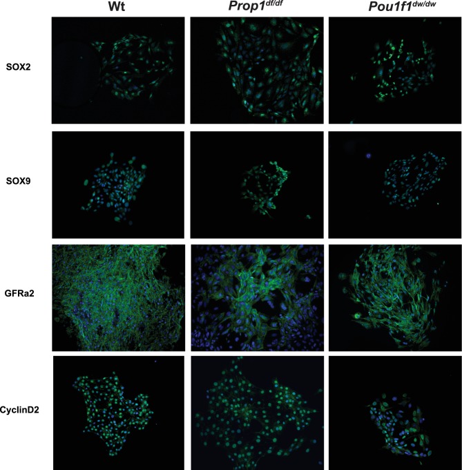 Figure 4—figure supplement 1.