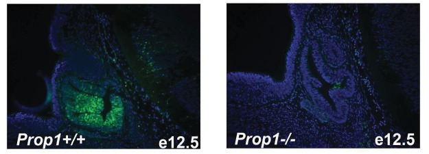 Figure 3—figure supplement 1.