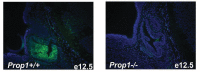 Figure 3—figure supplement 1.