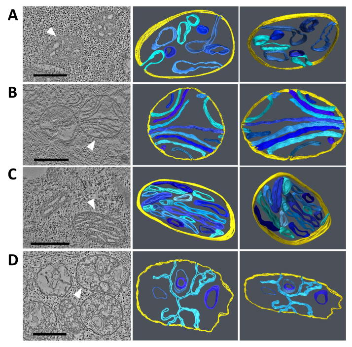 Fig. 3