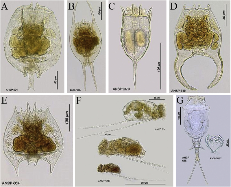 Fig. 1