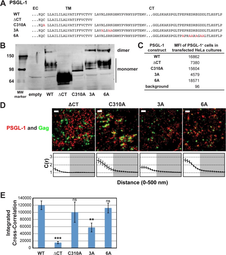 FIG 3